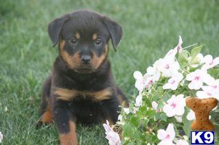 Rottweiler Puppies for Sale